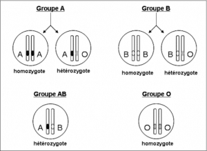 heterozygote-homozygote