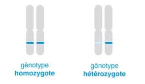 homozygote-heterozygote