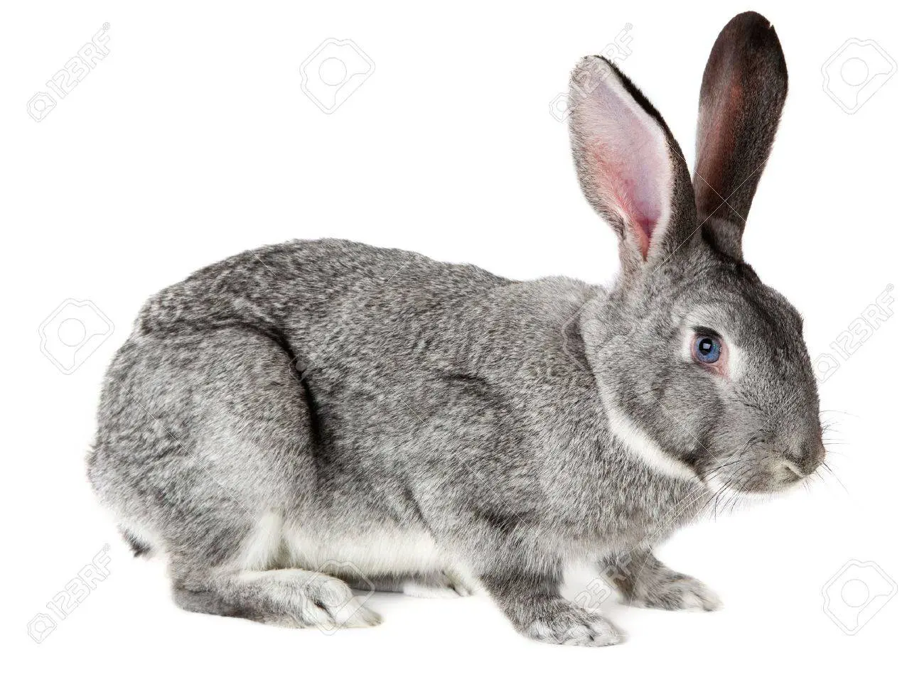 chinchilla-standards-des-lapins-de-races