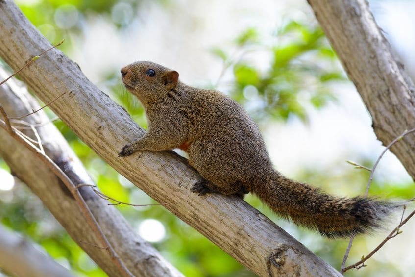 ecureuil-de-pallas-espece-ecureuil-de-coree