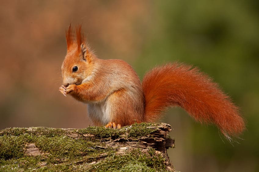 ecureuil-roux-especes-ecureuil-de-coree