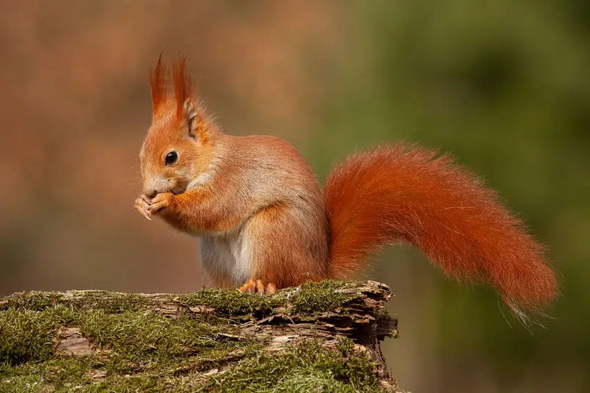 ecureuil-roux-especes-de-l-ecureuil-de-coree