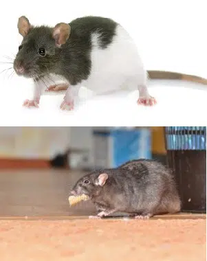difference-entre-rat-domestique-et-rat-brun-sauvage