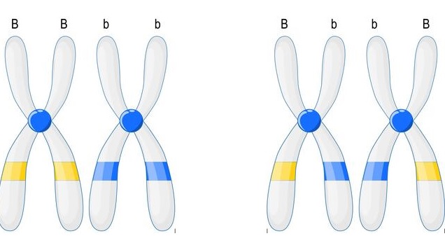 heterozygote-Homozygote-glossaire