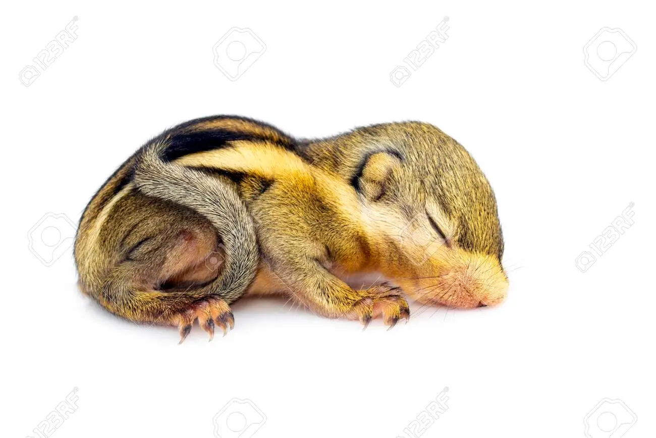 bebe-ecureuil-de-coree-naissance