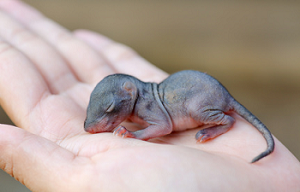 bebe-reproduction-de-l-ecureuil-de-coree