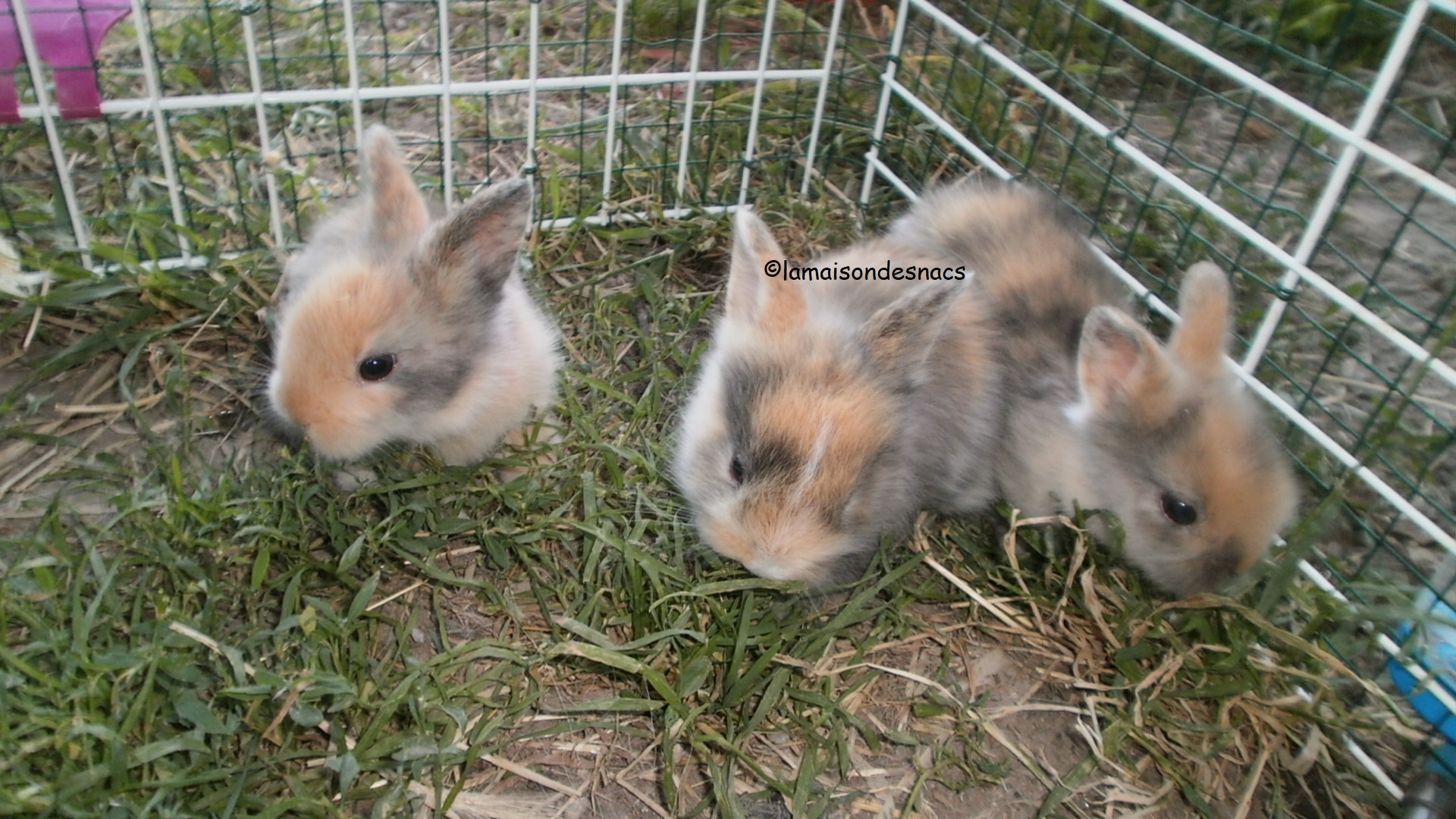 bebes-trois-lapins