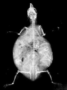 gestation-radiographie-reproduction-du-cochon-d-inde