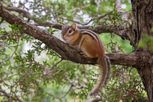 ecureuil-de-coree-quiz