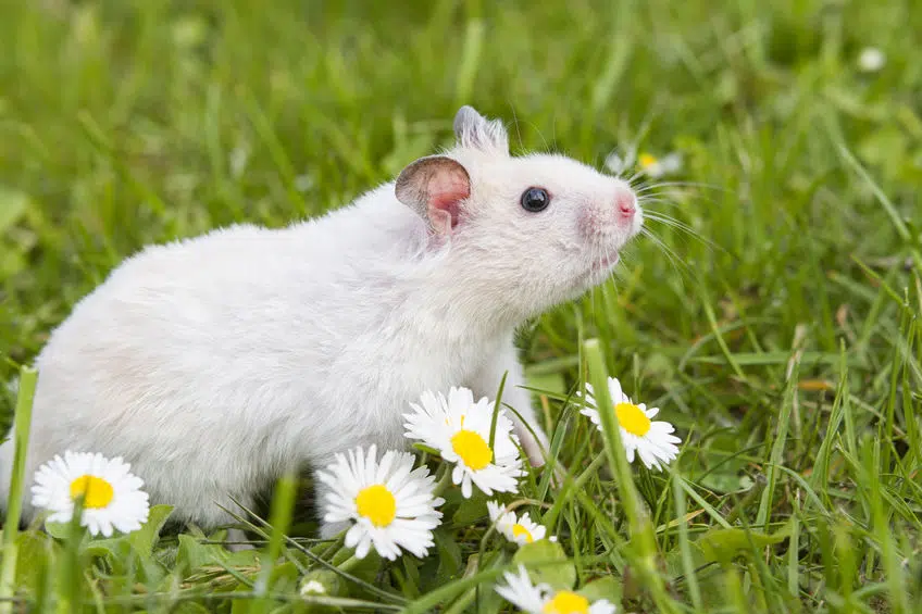 hamster-petits-mammiferes-legislation