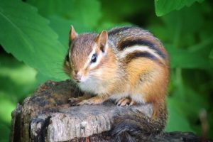 ecureuil-de-coree-carousel-quiz