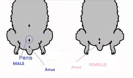 sexe-anatomie-de-l-ecureuil-de-coree