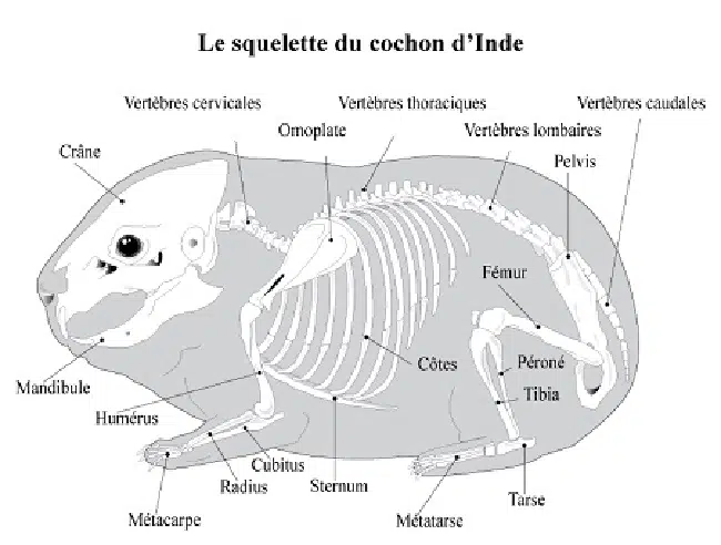 squelette-anatomie-du-cochon-d-inde