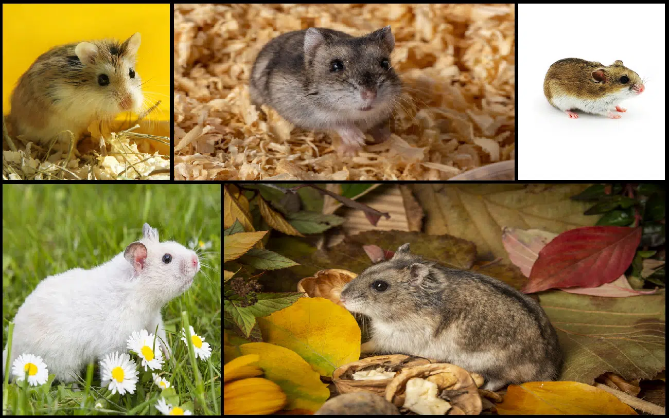 classification-des-hamsters