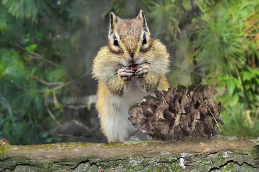 L'écureuil de Corée : quelles sont ses caractéristiques ?
