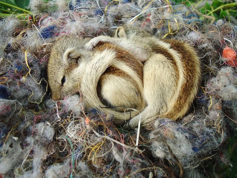 ecureuil-de-coree-reproduction
