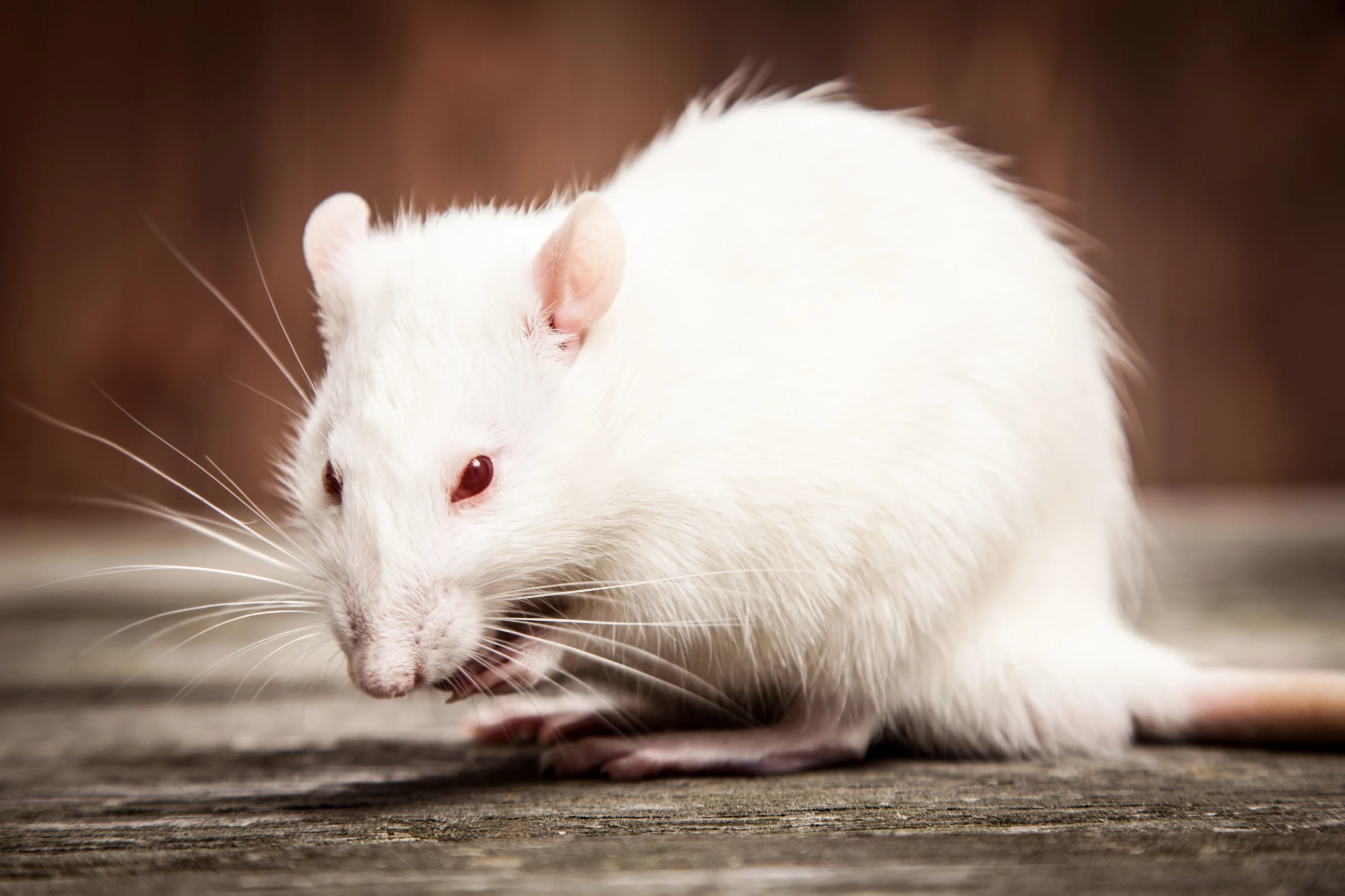 rat-rattus-norvegicus