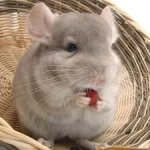 chinchilla-en-tete