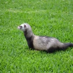 furet-en-tete