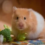 hamster-en-tete