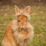 lapin-en-tete