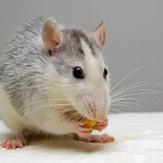 rat-en-tete