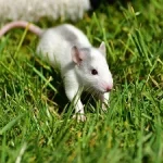 souris-en-tete