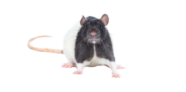 rat
