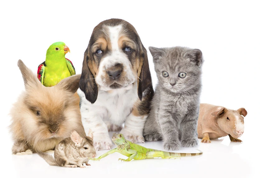 legislation-animaux-domestiques-et-non-domestiques