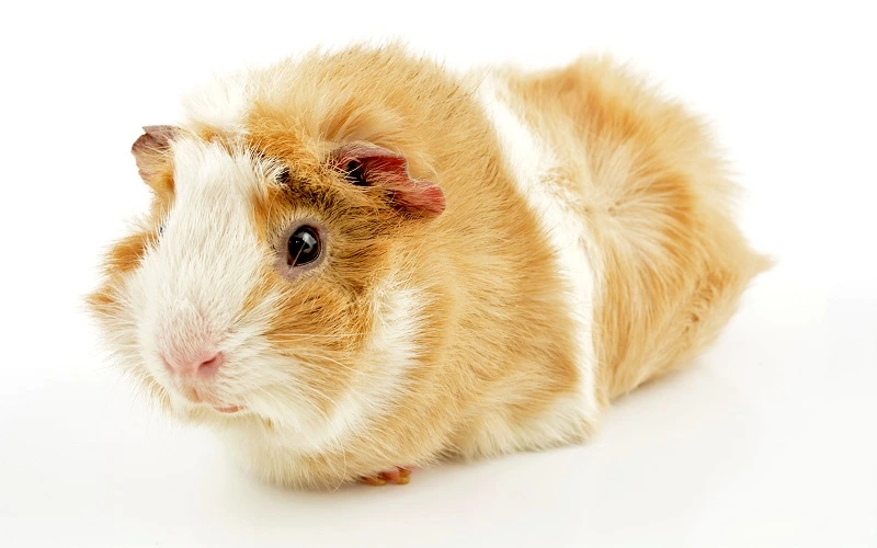 poils-durs-du-cochon-dinde-abyssinien