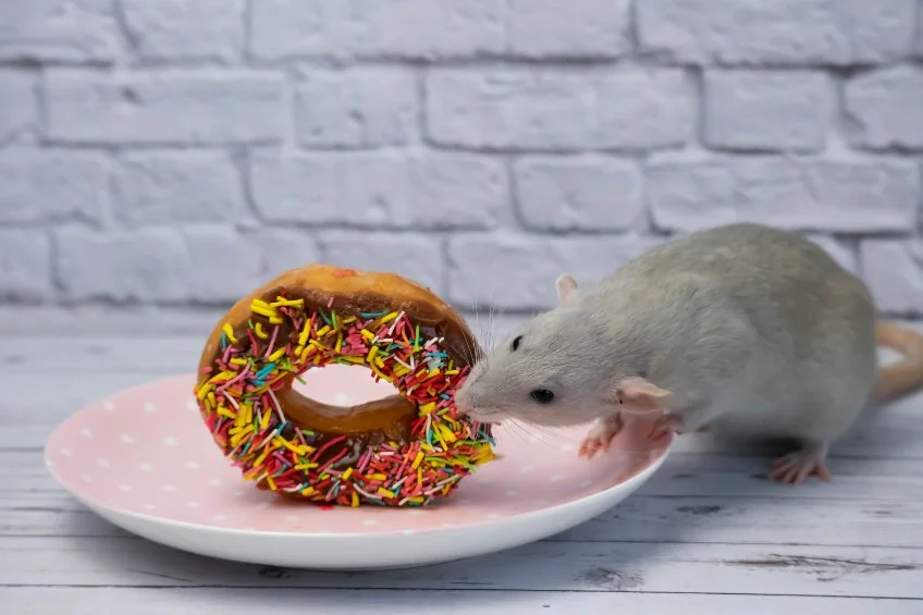 alimentation-du-rat