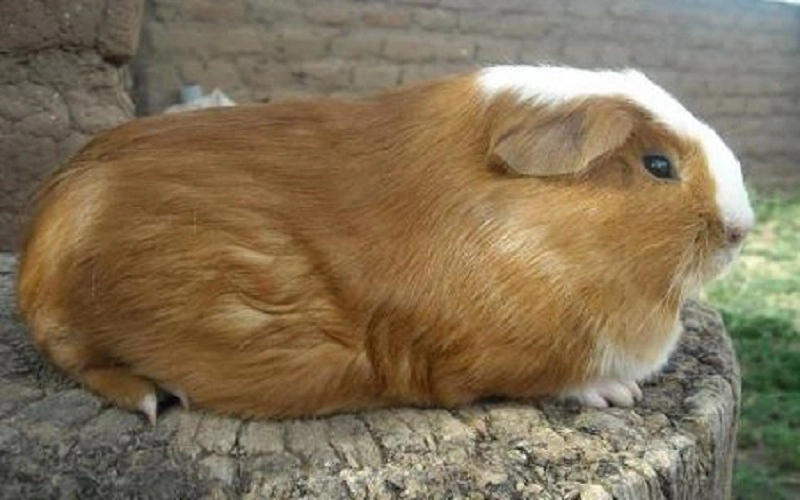 autres-poils-du-cochon-dinde-cuy