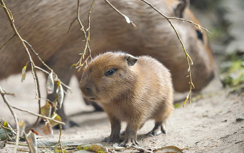 bebe-capybara