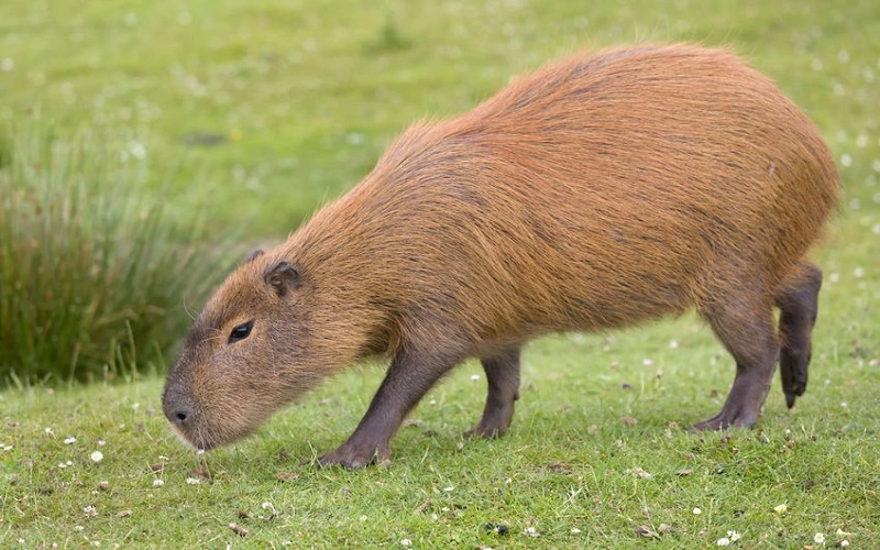 autres-poils-du-cochon-dinde-capybara