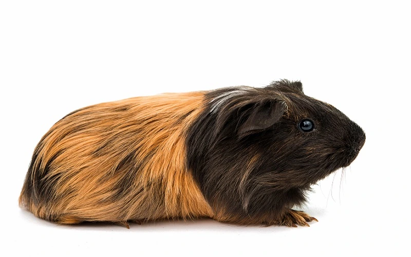 poils-longs-du-cochon-dinde-shelty