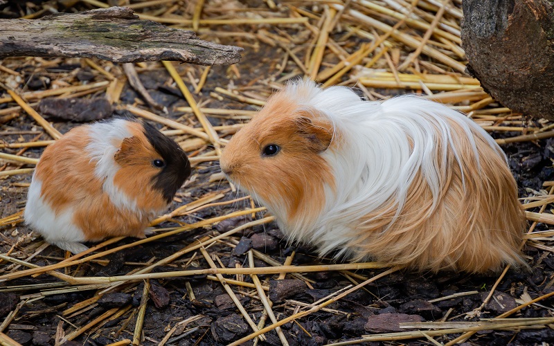 poils-longs-du-cochon-dinde-coronet