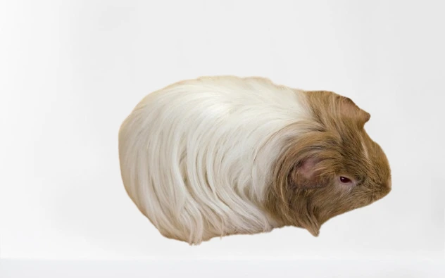 poils-longs-du-cochon-dinde-shelty