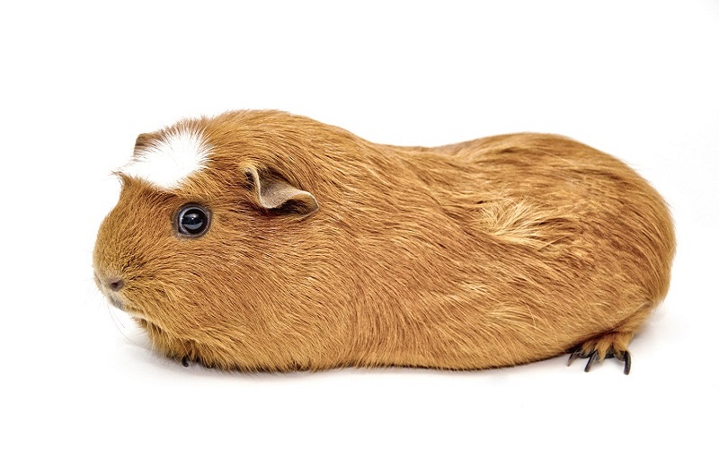 poils-lisses-du-cochon-dinde-couronne-americain