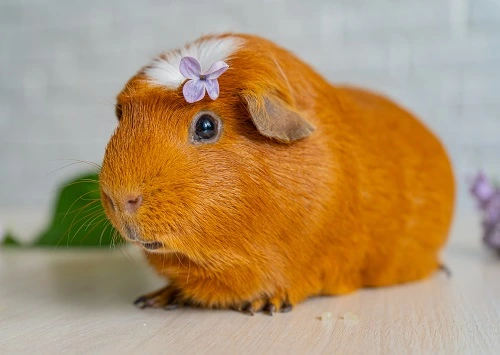 autres-poils-du-cochon-dinde-couronne-americain-satin