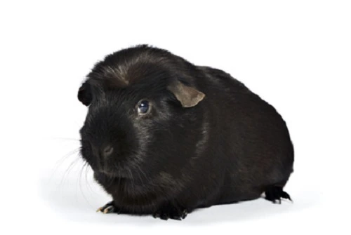 autres-poils-du-cochon-dinde-couronne-anglais-satin