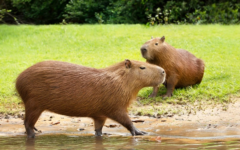 deux-capybaras
