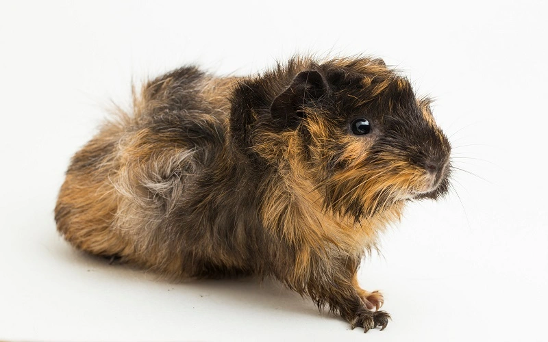 poils-durs-du-cochon-dinde-abyssinien