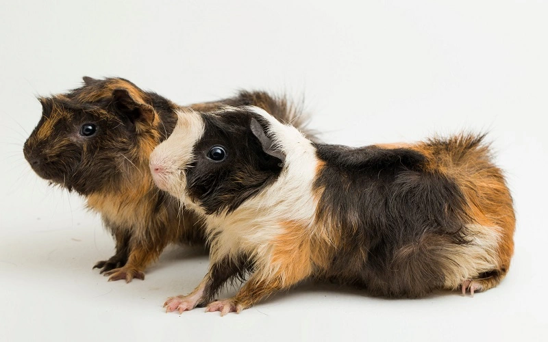 poils-durs-du-cochon-dinde-abyssinien