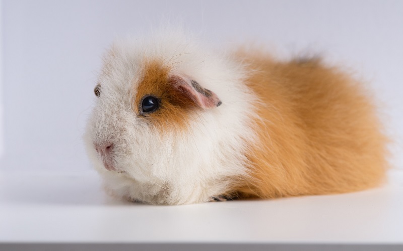 poils-durs-du-cochon-dinde-ch-teddy