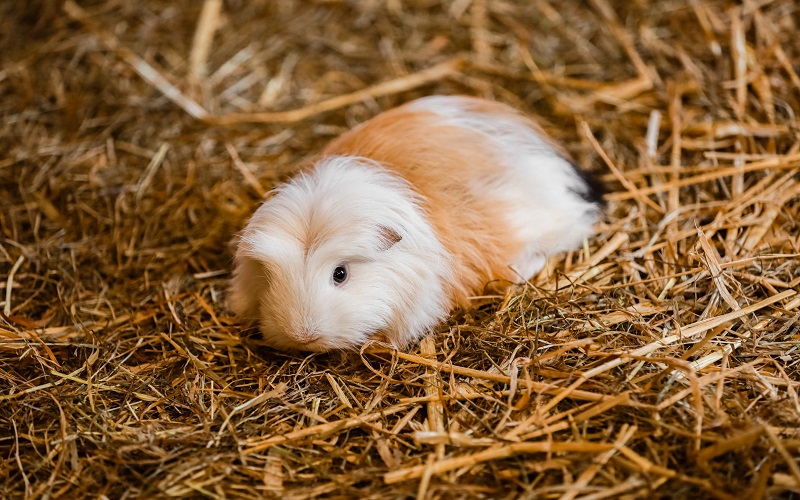 poils-durs-du-cochon-dinde-curly