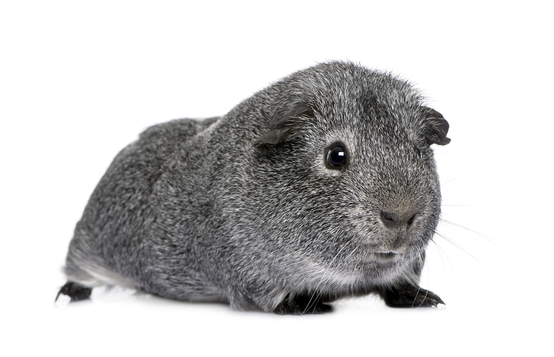 agouti argente