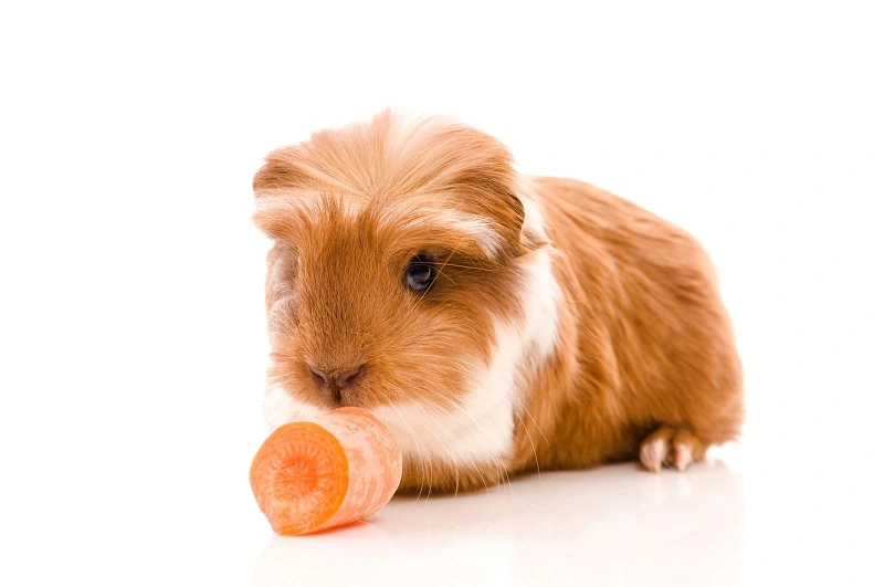 poils-lisses-du-cochon-dinde- bebe-couronne-anglais