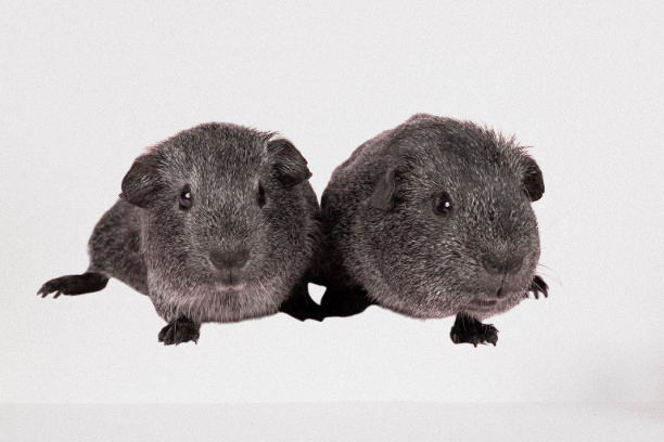 bebe-agouti-argente