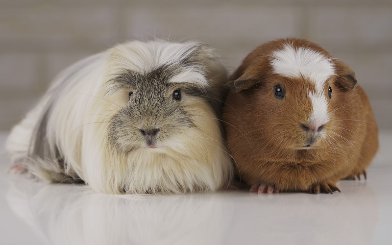 poils-lisses-du-cochon-dinde-couronne-americain-et-couronne-anglais
