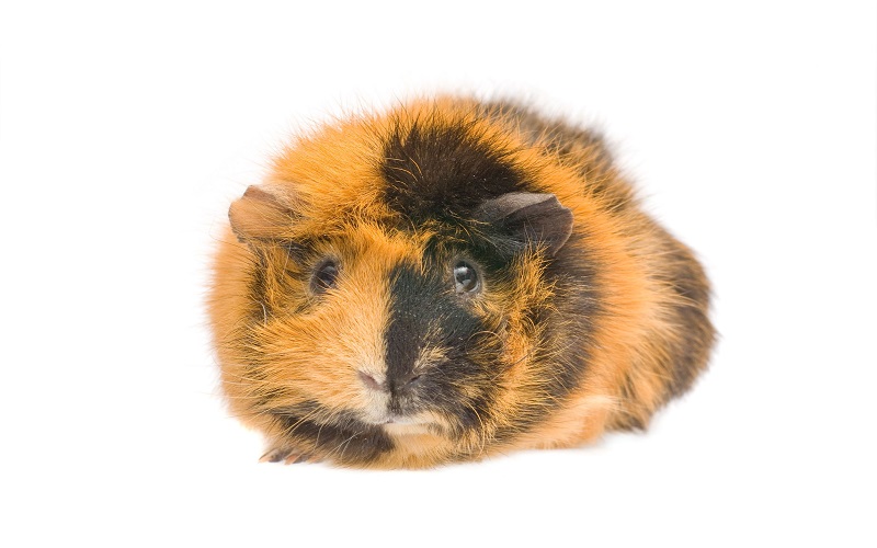 dessins-et-marquages-du-cochon-dinde-arlequin